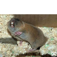 گونه ول حفار افغانی  Southern Mole-Vole